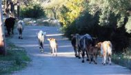 Πρόστιμα σε κτηνοτρόφους για ζημιές σε καλλιέργειες