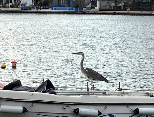 Ριχάρδος: ο ερωδιός του Βαθιού