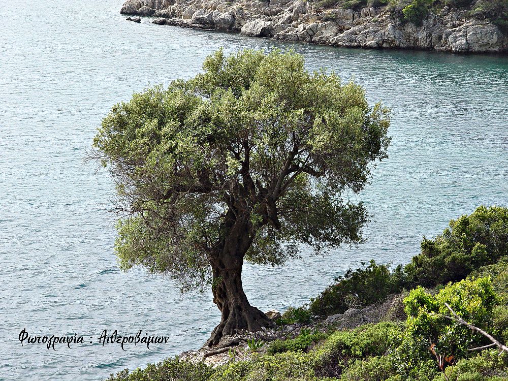 Ανακοινώσεις Αγροτικών Συνεταιρισμών