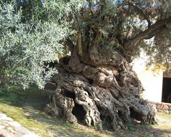 Τα γηραιότερα δέντρα του κόσμου