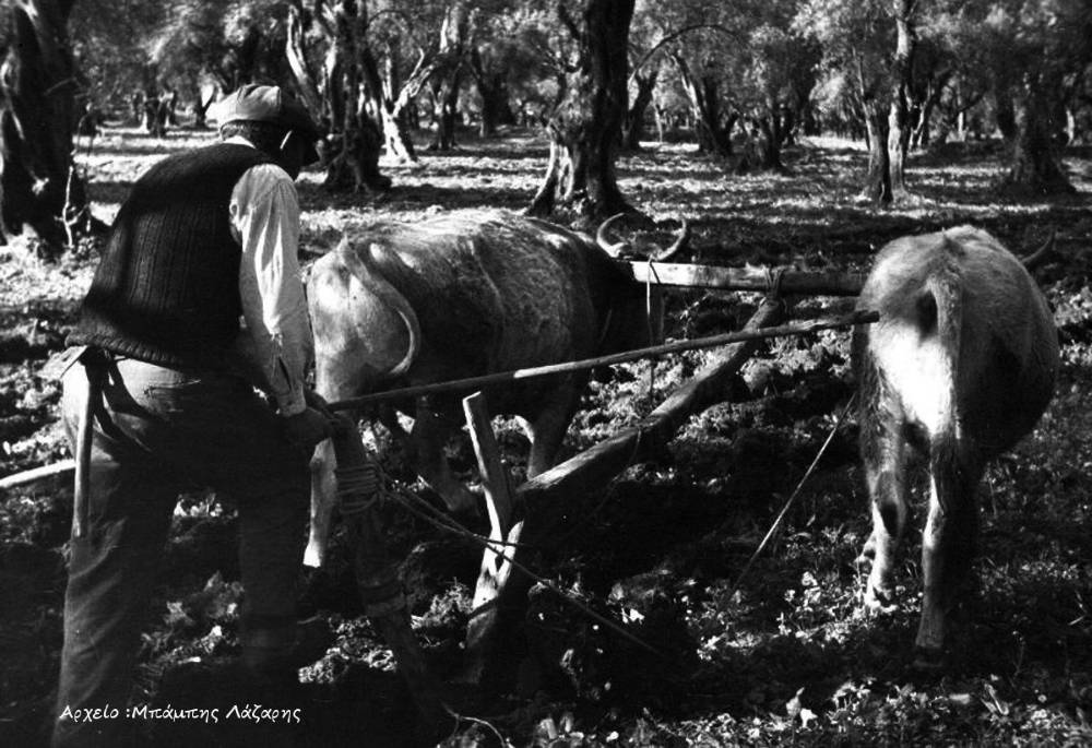 Το βοϊδάλετρο…